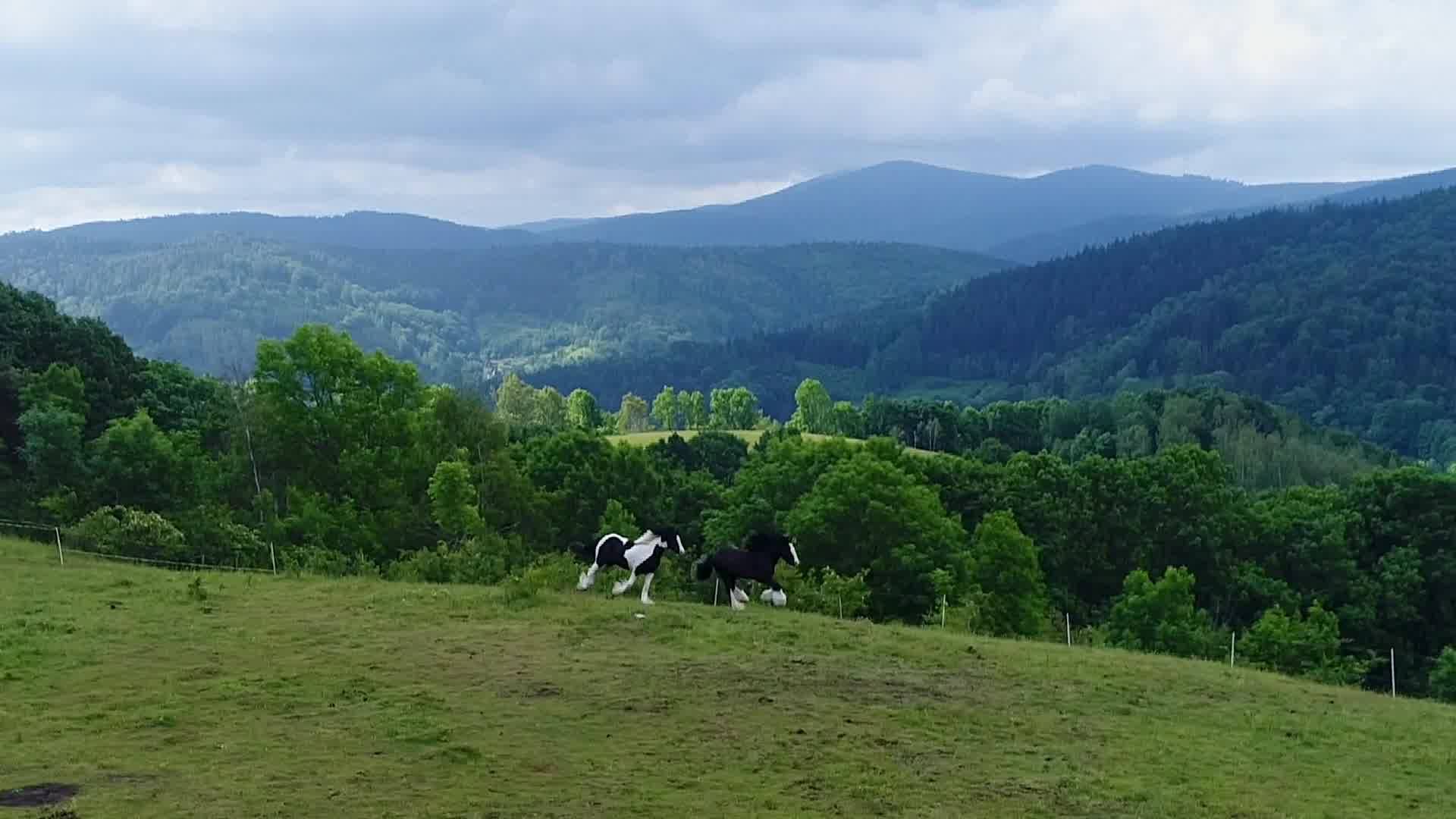 Gypsy Horse of Podolin Stud